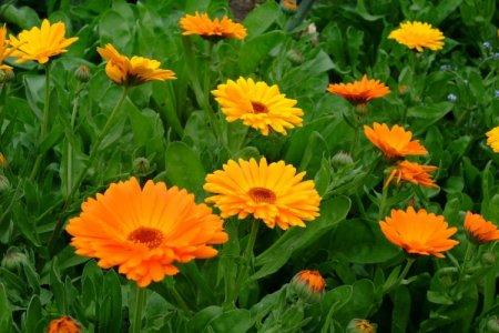 Calendula (50 photos): types, plantation et soins en plein champ