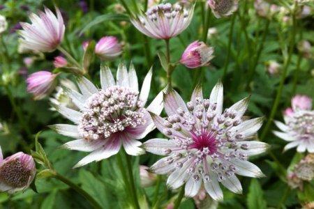 Astrantia (60 fotó): típusok, ültetés és gondozás nyílt terepen