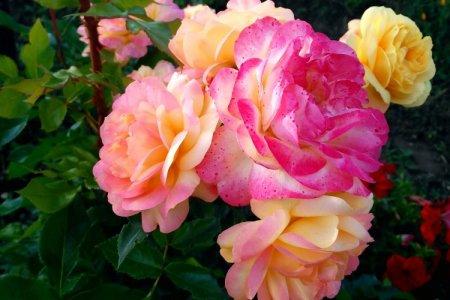 Trandafir Floribunda (60 fotografii): tipuri, plantare și îngrijire în câmp deschis