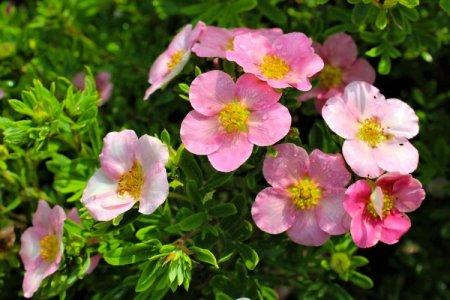 Cinquefoil (60 fotó): típusok, gondozás és ültetés nyílt területen