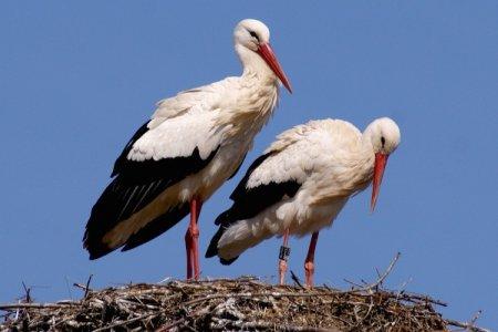 Stork (60 photos): description, habitat and what it eats