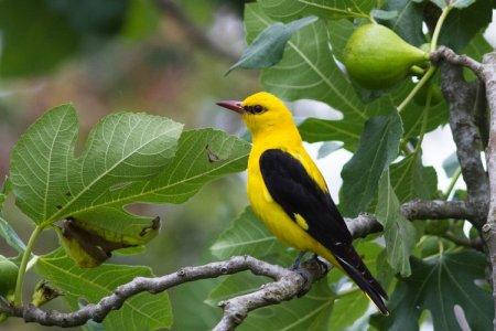 Oriole (50 de fotografii): descrierea păsării, a habitatului și a ceea ce mănâncă
