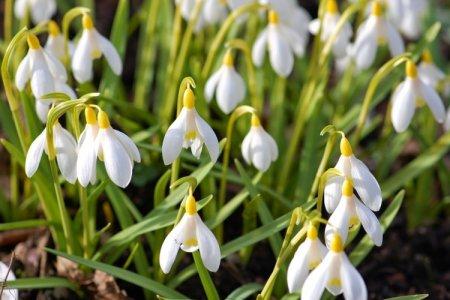 Galanthus (50 fotó): típusok, gondozás és ültetés nyílt területen