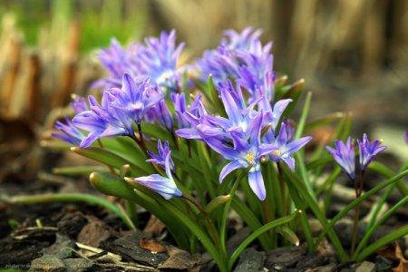 Chionodoxa (60 photos): types, soins et plantation en plein champ