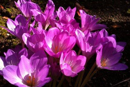 Colchicum (50 fotó): típusok, ültetés és gondozás nyílt terepen