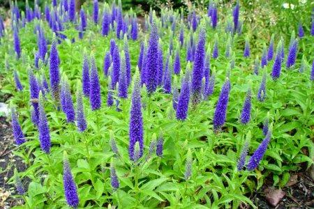 Veronica flower (50 photos): types, care and planting in the open field