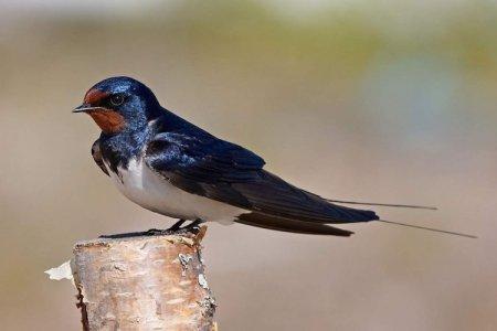 Rândunică (50 de fotografii): descrierea păsării, ce mănâncă și unde trăiește