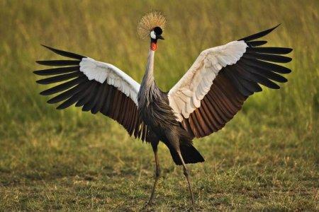Macara (60 de fotografii): descrierea păsării, a habitatului și a ceea ce mănâncă