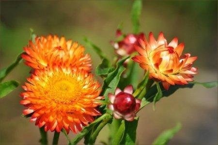 Gelikhrizum (50 de fotografii): tipuri, plantare și îngrijire adecvată a florilor