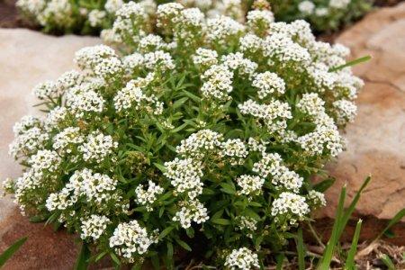 Lobularia (50 fotó): típusok, gondozás és ültetés nyílt területen