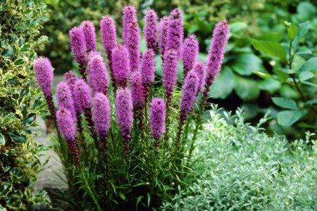 Liatris (60 photos): types, plantation et soins en plein champ