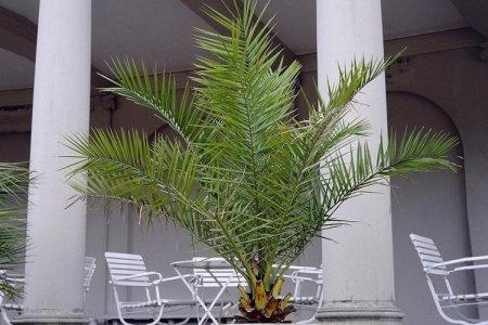 Palmier de curmale (50 de fotografii): tipuri, îngrijire și cultivare la domiciliu