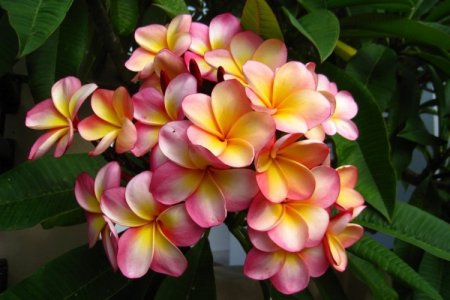 Plumeria (50 de fotografii): tipuri, plantare și îngrijire la domiciliu