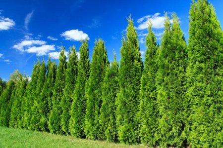 Cypress (60 de fotografii): tipuri, plantare și îngrijire în câmp deschis