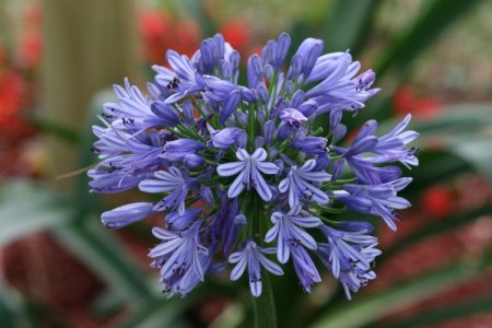 Agapanthus (50 fotó): típusok, gondozás és ültetés nyílt területen