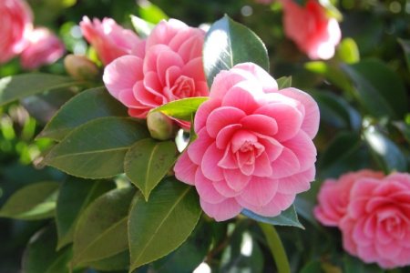 Camelia (50 de fotografii): tipuri, îngrijire și plantare în câmp deschis