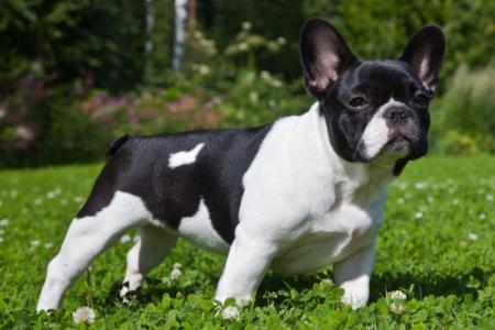 Bouledogue français: description, caractère et soins