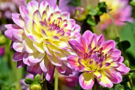 Dahlias (70 photos): types et caractéristiques des soins