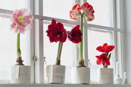 Hippeastrum (70 photos): types et soins à domicile