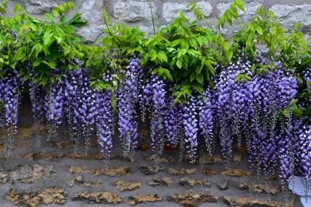 Glycine (60 photos): types et caractéristiques des soins