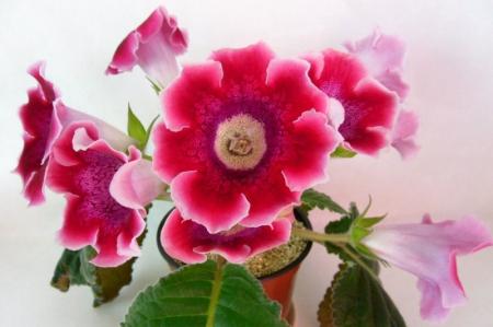 Gloxinia (65 fotó): típusok és otthoni gondozás