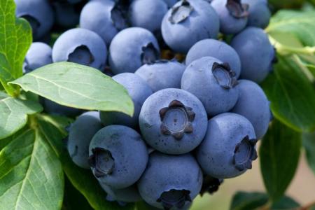 Blueberry Bluecrop: fajtaleírás, gondozás és ültetés