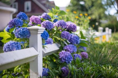 Hortensia (80 de fotografii): tipuri și caracteristici de îngrijire