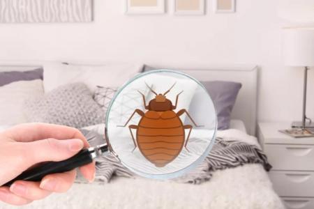 How to get rid of bedbugs at home