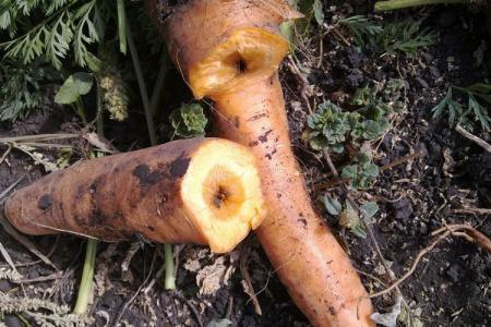 Comment se débarrasser d'un ver fil de fer dans votre jardin