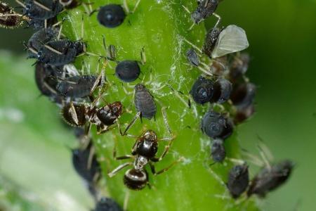 How to get rid of aphids: the best folk remedies