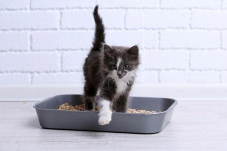 How to train a kitten to a litter box in an apartment: quickly and easily