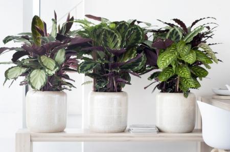 Calathea (70 photos): soins et culture