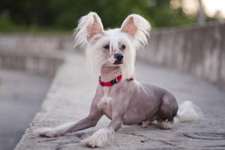 Chinese Crested dog: breed description (60 photos)