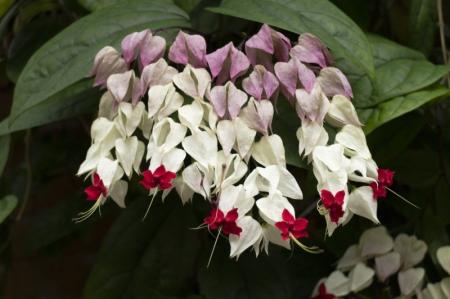 Clerodendrum Thompson: gondozás és termesztés (50 fotó)