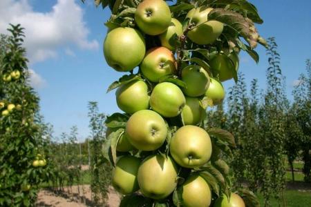 Pommier colonnaire Président : entretien et plantation