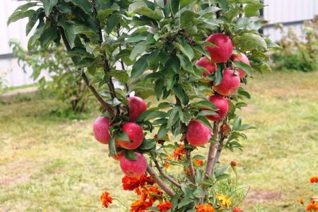 Pommier colonnaire: variétés, soins et culture (photo)