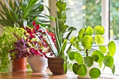 Indoor flowers that should be in every home