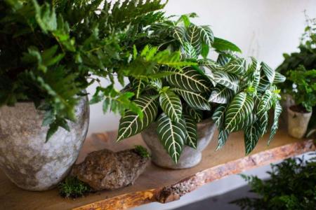 Indoor plants: photos and names (catalog)