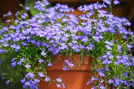 Lobelia (70 photos): types et caractéristiques des soins