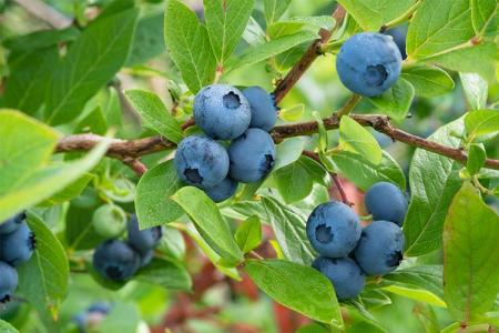 The best blueberry varieties for the Moscow region: photos and descriptions