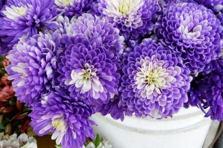 Les meilleures variétés de chrysanthèmes : photos, noms et descriptions (catalogue)