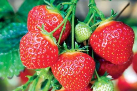 Les meilleures variétés de fraises : photos et descriptions (catalogue)