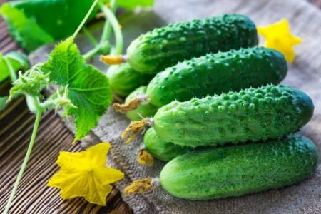 The best varieties of cucumbers: photos, names and descriptions (catalog)