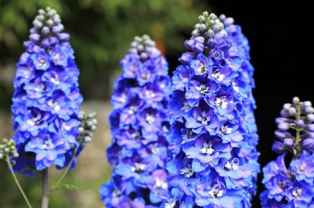 Prairie et fleurs sauvages : noms et photos (catalogue)