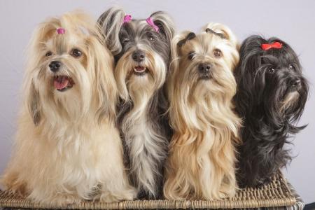 Races de petits chiens pour un appartement: noms et photos