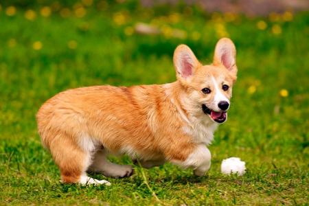 Small dog breeds: names and photos (catalog)