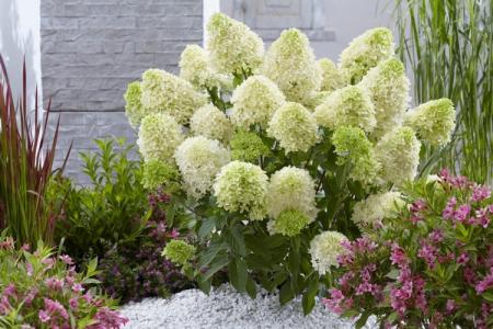 Hortensia panicule: variétés, soins appropriés (70 photos)