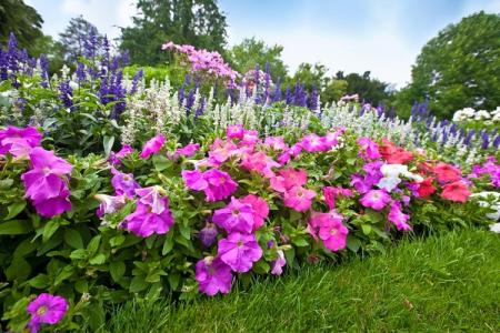 Fleurs vivaces pour une résidence d'été: photo avec noms (catalogue)