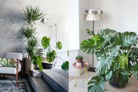 Monstera (60 photos): types, features of care