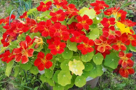 Nasturtium (60 photos): types and features of care